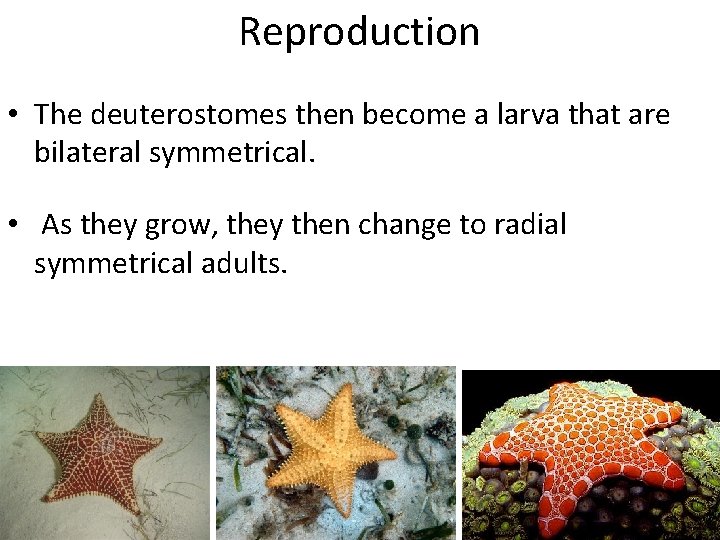 Reproduction • The deuterostomes then become a larva that are bilateral symmetrical. • As