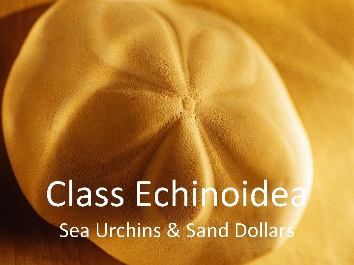 Class Echinoidea Sea Urchins & Sand Dollars 