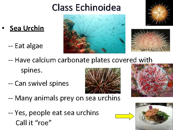 Class Echinoidea • Sea Urchin -- Eat algae -- Have calcium carbonate plates covered
