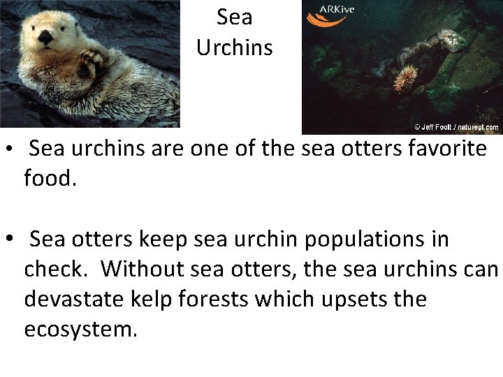 Sea Urchins • Sea urchins are one of the sea otters favorite food. •