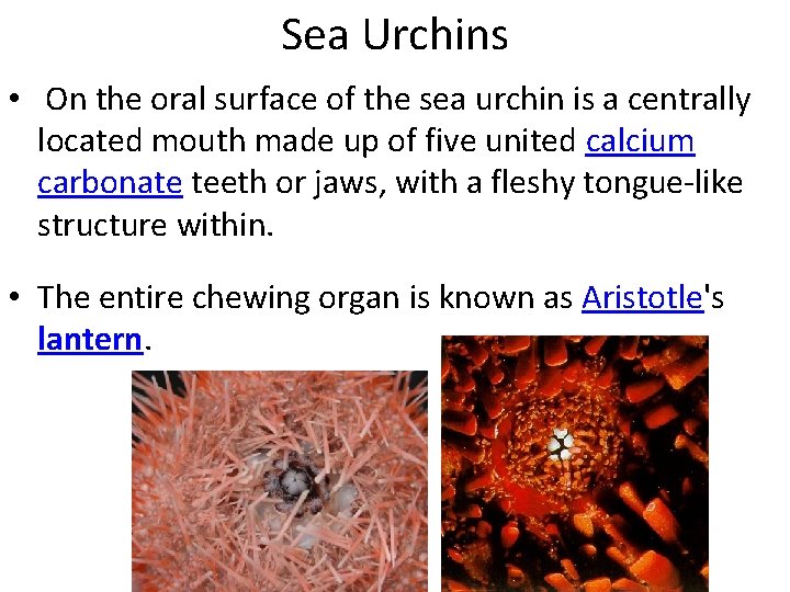 Sea Urchins • On the oral surface of the sea urchin is a centrally