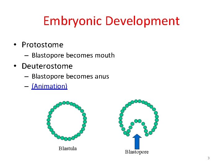 Embryonic Development • Protostome – Blastopore becomes mouth • Deuterostome – Blastopore becomes anus