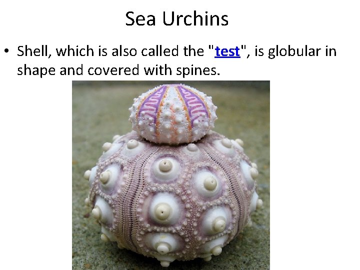 Sea Urchins • Shell, which is also called the "test", test is globular in