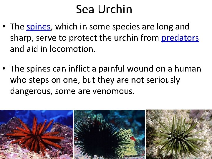 Sea Urchin • The spines, which in some species are long and sharp, serve