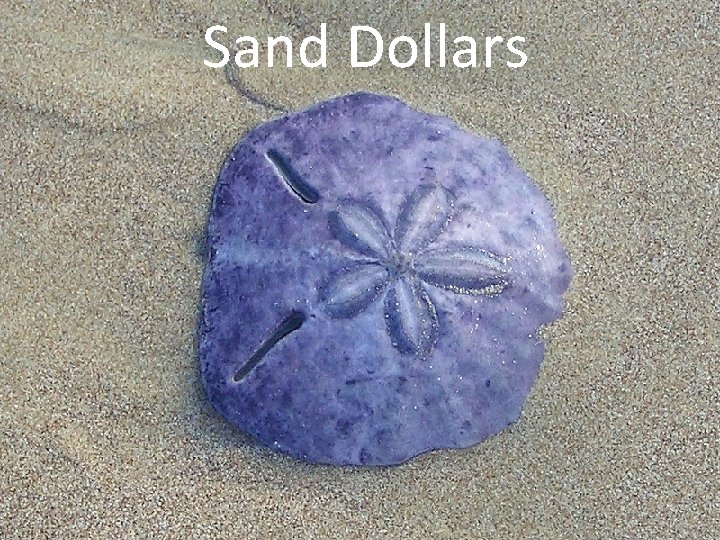 Sand Dollars 