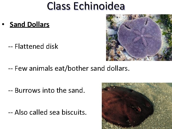 Class Echinoidea • Sand Dollars -- Flattened disk -- Few animals eat/bother sand dollars.