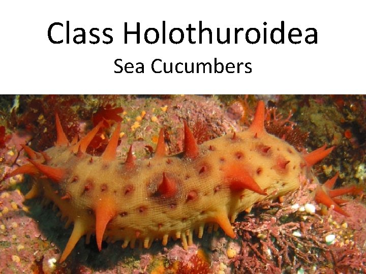 Class Holothuroidea Sea Cucumbers 