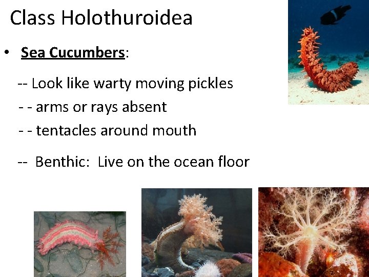 Class Holothuroidea • Sea Cucumbers: -- Look like warty moving pickles - - arms