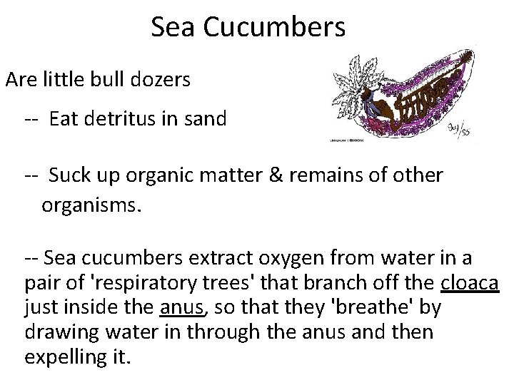Sea Cucumbers Are little bull dozers -- Eat detritus in sand -- Suck up