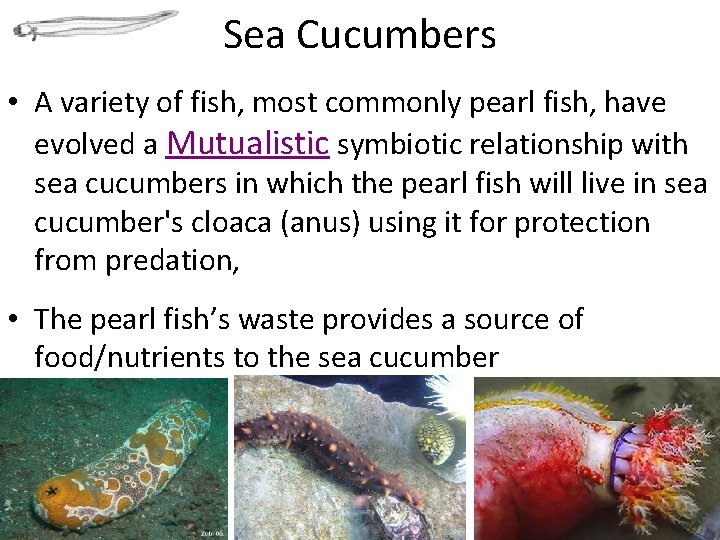 Sea Cucumbers • A variety of fish, most commonly pearl fish, have evolved a