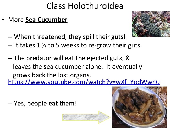 Class Holothuroidea • More Sea Cucumber -- When threatened, they spill their guts! --