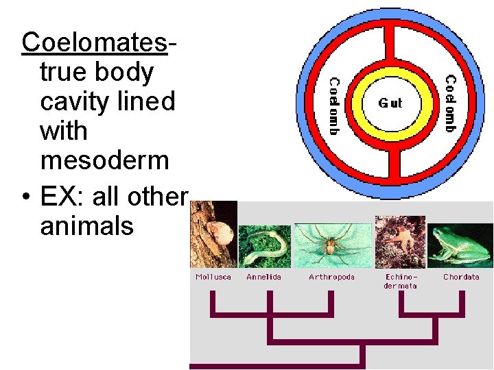 Coelomatestrue body cavity lined with mesoderm • EX: all other animals 