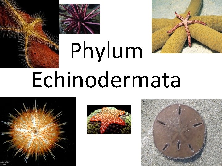 Phylum Echinodermata 