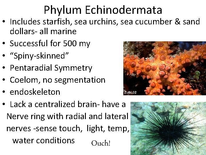 Phylum Echinodermata • Includes starfish, sea urchins, sea cucumber & sand dollars- all marine