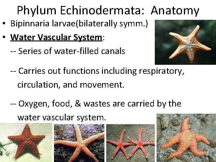 Phylum Echinodermata: Anatomy • Bipinnaria larvae(bilaterally symm. ) • Water Vascular System: -- Series
