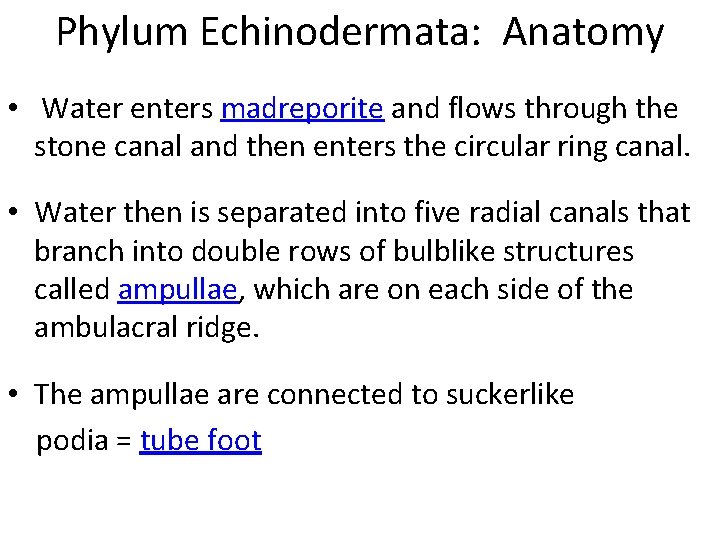 Phylum Echinodermata: Anatomy • Water enters madreporite and flows through the stone canal and