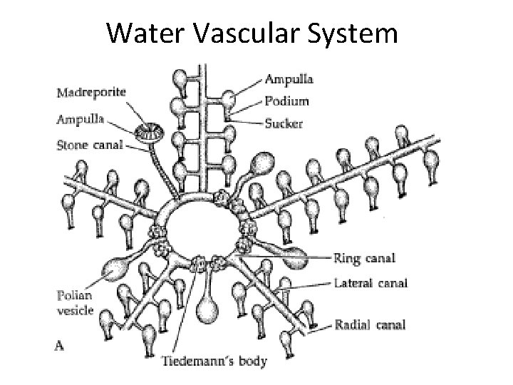 Water Vascular System 