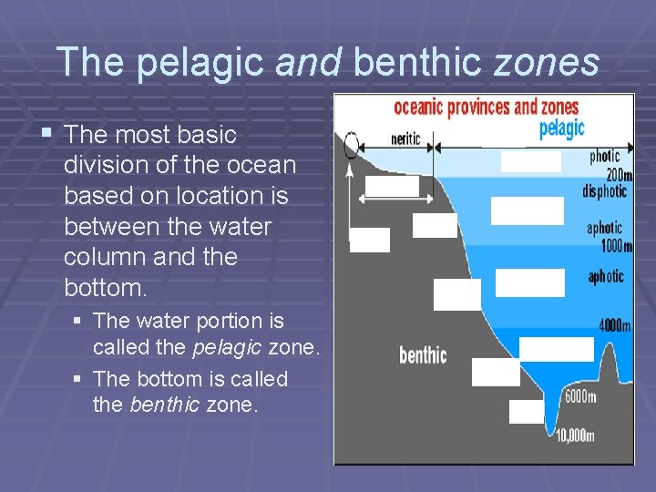 The pelagic and benthic zones § The most basic division of the ocean based