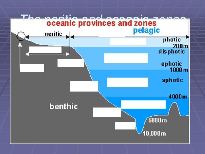 The neritic and oceanic zones § The pelagic zone is divided into two horizontal