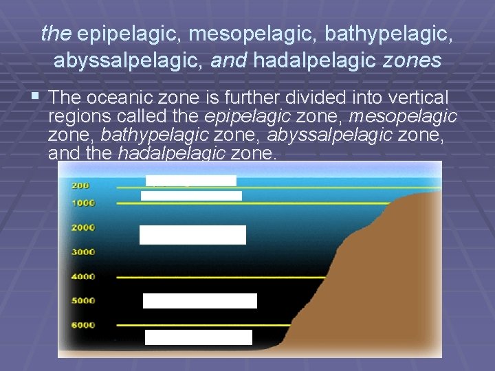 the epipelagic, mesopelagic, bathypelagic, abyssalpelagic, and hadalpelagic zones § The oceanic zone is further