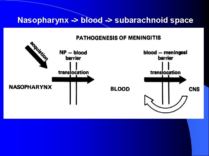 Nasopharynx -> blood -> subarachnoid space 