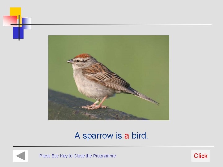 A sparrow is a bird. Press Esc Key to Close the Programme Click 