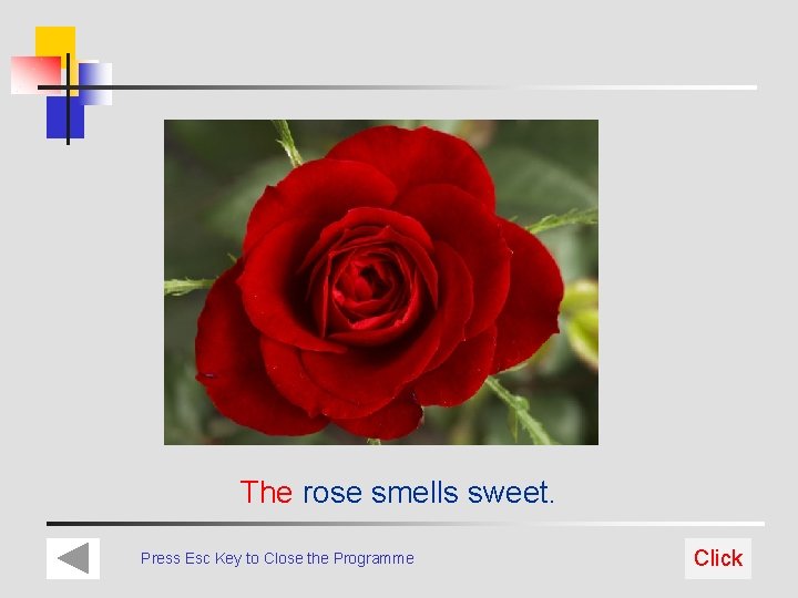 The rose smells sweet. Press Esc Key to Close the Programme Click 