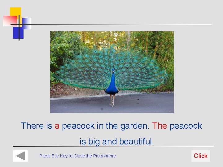 There is a peacock in the garden. The peacock is big and beautiful. Press