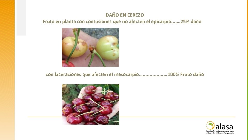 DAÑO EN CEREZO Fruto en planta contusiones que no afecten el epicarpio. . …