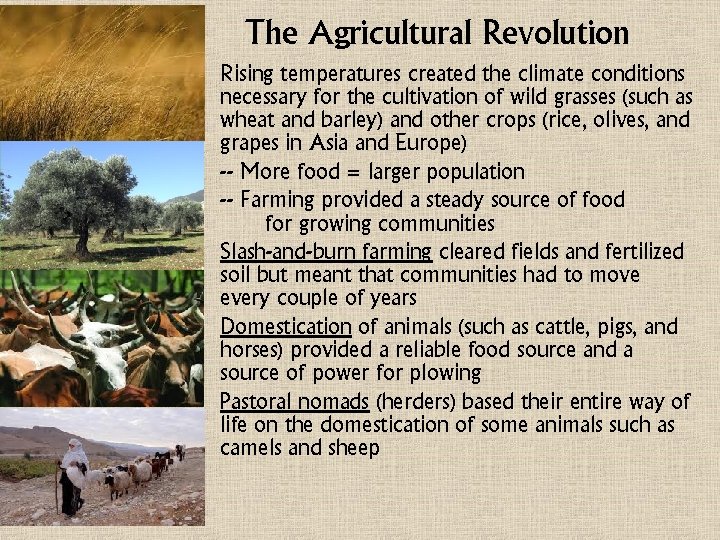 The Agricultural Revolution • Rising temperatures created the climate conditions necessary for the cultivation