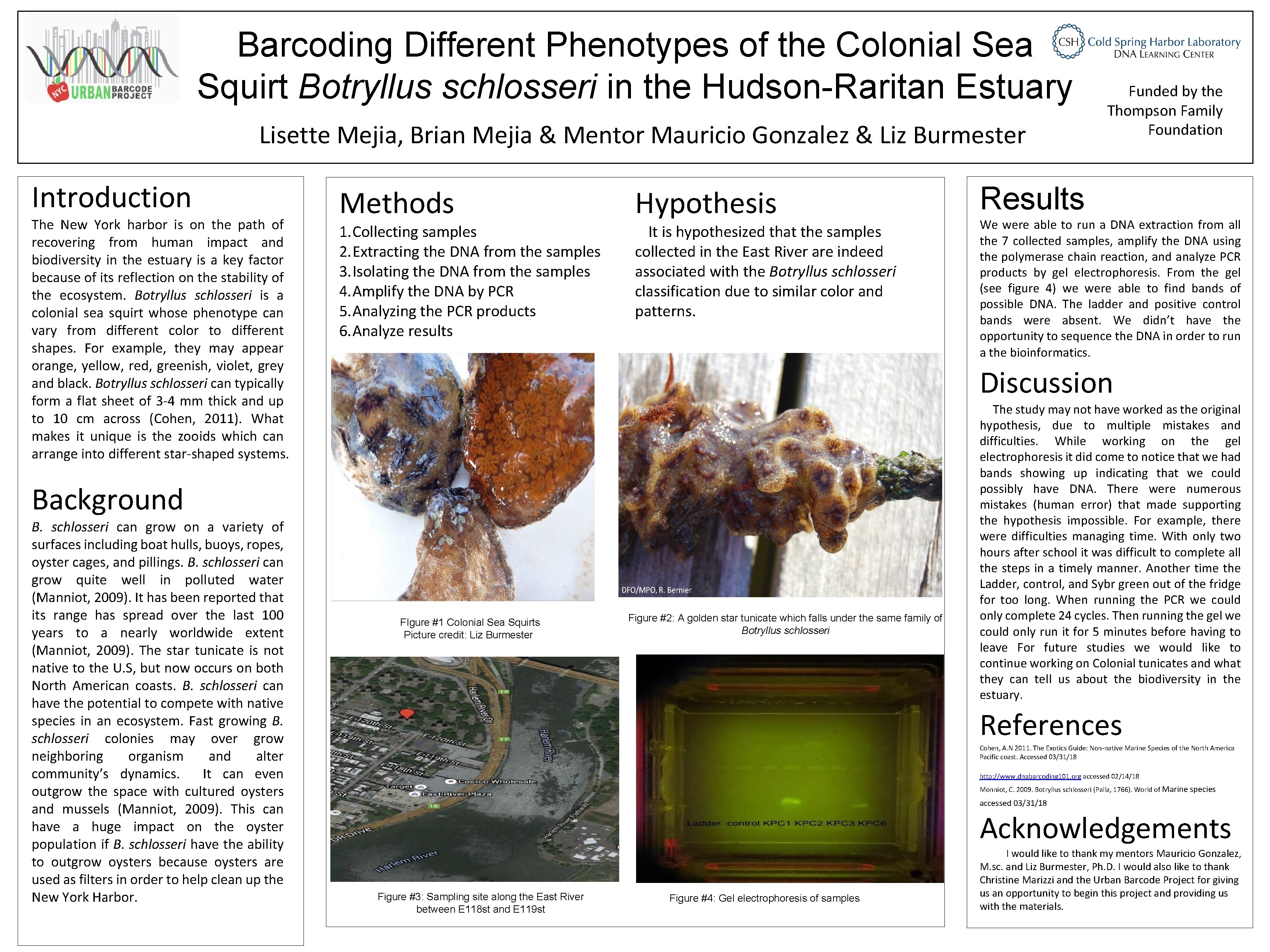 Barcoding Different Phenotypes of the Colonial Sea Squirt Botryllus schlosseri in the Hudson-Raritan Estuary