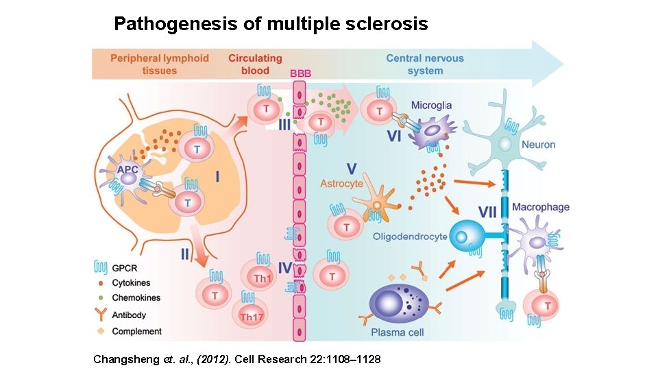 Pathogenesis of multiple sclerosis Changsheng et. al. , (2012). Cell Research 22: 1108– 1128