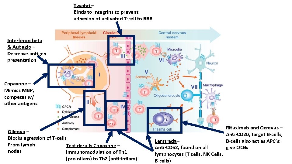 Tysabri – Binds to integrins to prevent adhesion of activated T-cell to BBB Interferon