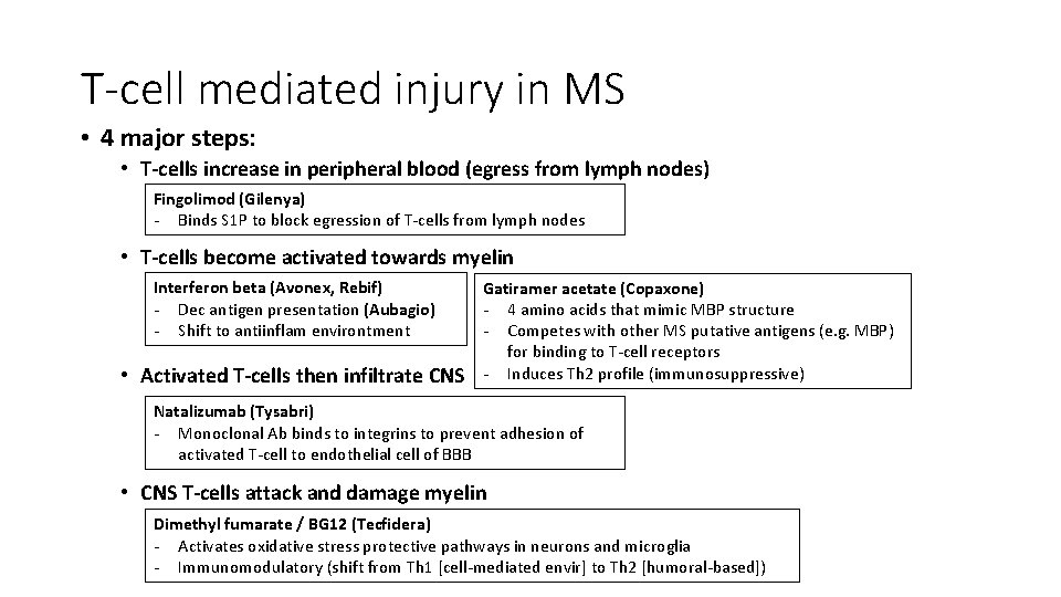 T-cell mediated injury in MS • 4 major steps: • T-cells increase in peripheral