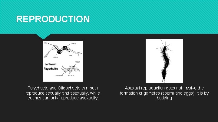 REPRODUCTION Polychaeta and Oligochaeta can both reproduce sexually and asexually, while leeches can only