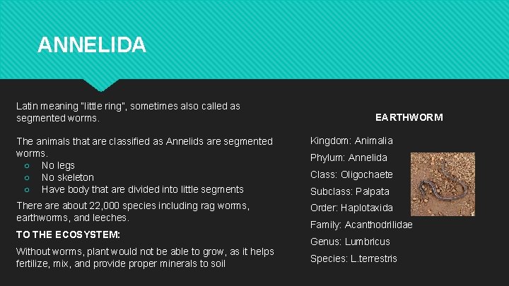 ANNELIDA Latin meaning “little ring”, sometimes also called as segmented worms. EARTHWORM The animals