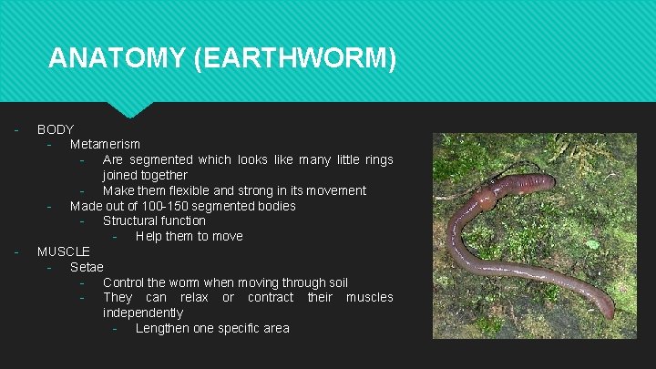 ANATOMY (EARTHWORM) - - BODY - Metamerism - Are segmented which looks like many