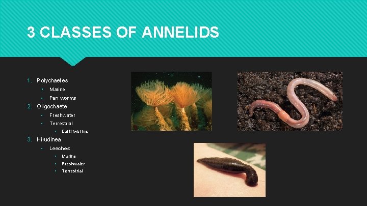 3 CLASSES OF ANNELIDS 1. Polychaetes ▪ Marine ▪ Fan worms 2. Oligochaete ▪