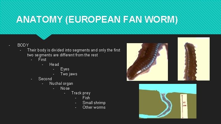 ANATOMY (EUROPEAN FAN WORM) - BODY Their body is divided into segments and only