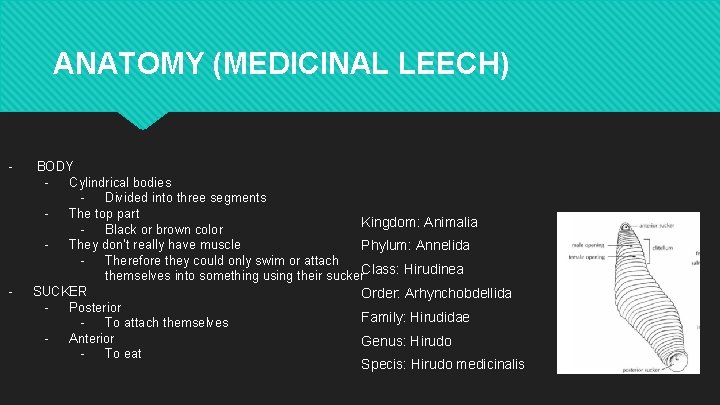 ANATOMY (MEDICINAL LEECH) - - BODY Cylindrical bodies Divided into three segments The top