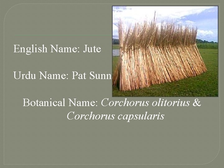 English Name: Jute Urdu Name: Pat Sunn Botanical Name: Corchorus olitorius & Corchorus capsularis