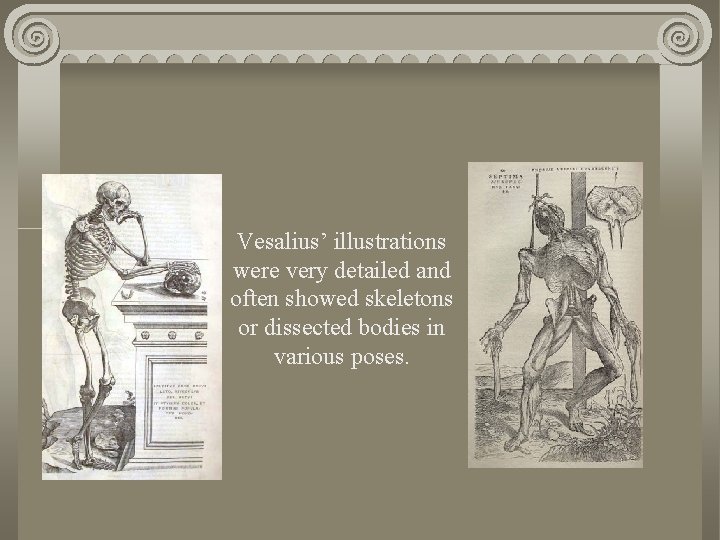 Vesalius’ illustrations were very detailed and often showed skeletons or dissected bodies in various