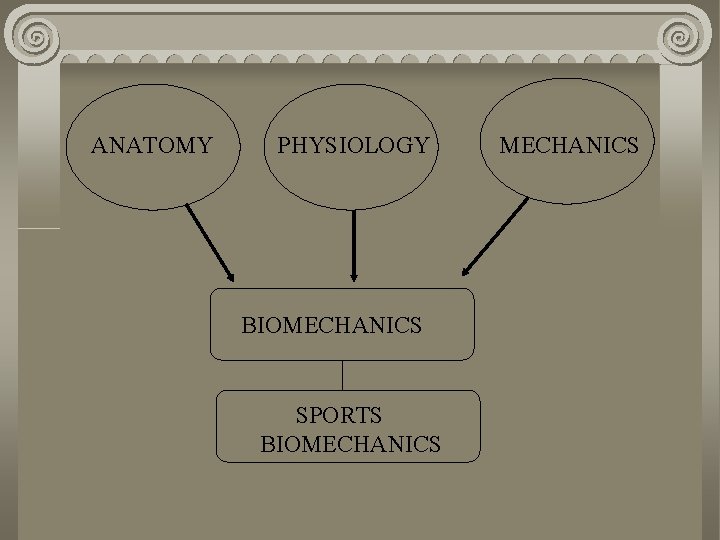 ANATOMY PHYSIOLOGY BIOMECHANICS SPORTS BIOMECHANICS 