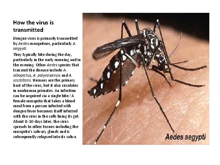 How the virus is transmitted Dengue virus is primarily transmitted by Aedes mosquitoes, particularly