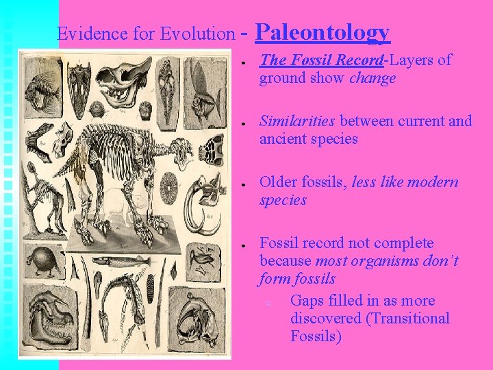 Evidence for Evolution ● ● Paleontology The Fossil Record-Layers of ground show change Similarities