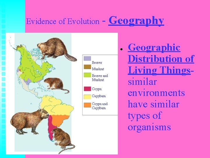 Evidence of Evolution - Geography ● Beaver Muskrat Beaver and Muskrat Coypu Capybara Coypu