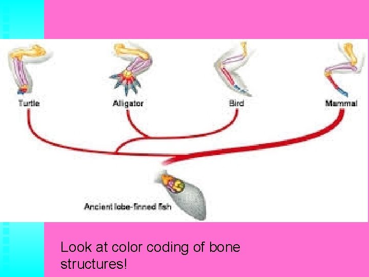 Look at color coding of bone structures! 