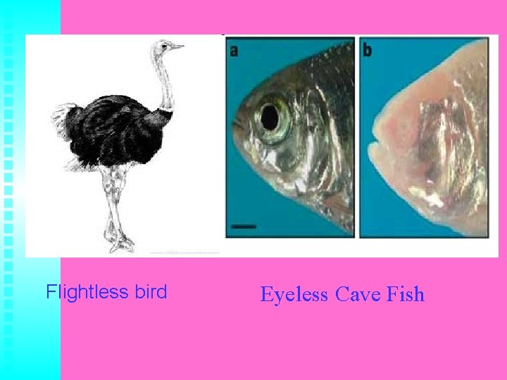 Flightless bird Eyeless Cave Fish 