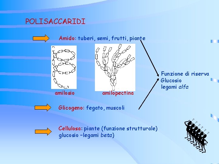 POLISACCARIDI Amido: tuberi, semi, frutti, piante amilosio amilopectina Glicogeno: fegato, muscoli Cellulosa: piante (funzione POLISACCARIDI Amido: tuberi, semi, frutti, piante amilosio amilopectina Glicogeno: fegato, muscoli Cellulosa: piante (funzione