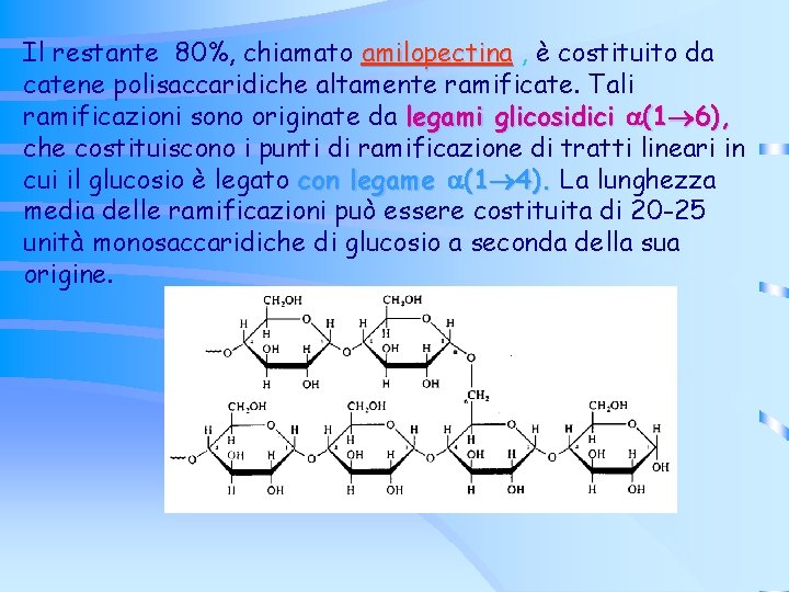 Il restante 80%, chiamato amilopectina , è costituito da catene polisaccaridiche altamente ramificate. Tali Il restante 80%, chiamato amilopectina , è costituito da catene polisaccaridiche altamente ramificate. Tali